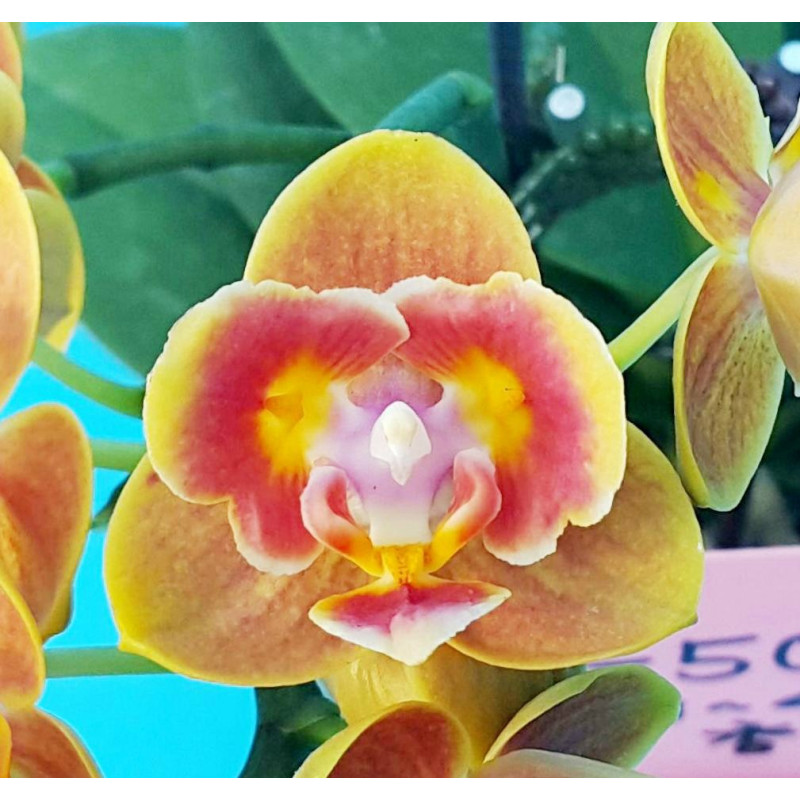 Орхiдея Phal. Shing Fang Savory Orange метелик - купити, доставка